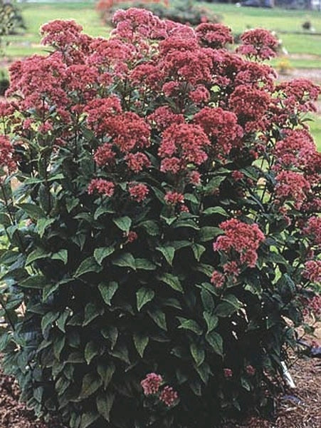 Eupatorium dubium 'Little Joe' (Dwarf Joe Pye Weed)