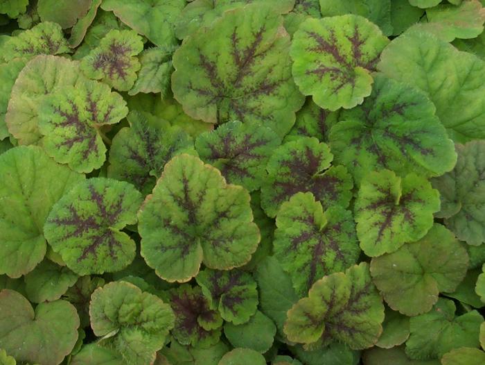 Tiarella cordifolia 'Running Tapestry' (Foam Flower)