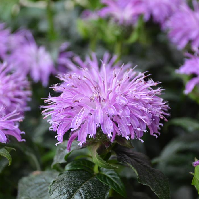 Monarda x 'Blue Moon' (Sugar Buzz® Bee Balm)