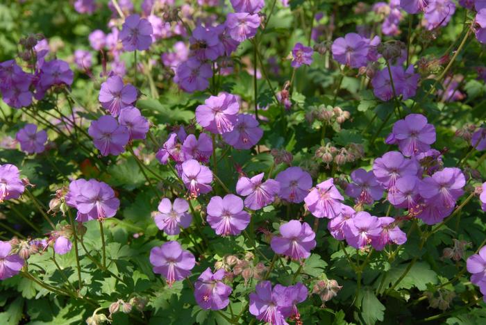 Geranium cantabrigiense 'Karmina' (Cranesbill)