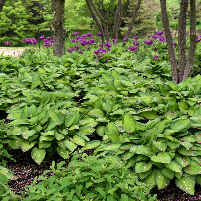 Hosta x 'Gold Standard' (Plantain Lily)