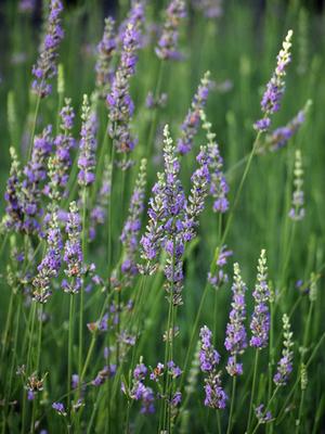 Fat-Spiked Lavender (Lavandula x intermedia 'Grosso')