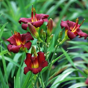 Hemerocallis 'Pardon Me' (Daylily)