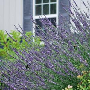 Lavandula x intermedia 'Phenomenal' (Lavender)