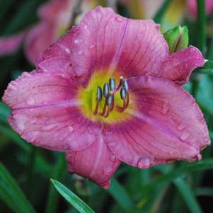 Hemerocallis 'Rosy Returns' (Daylily)