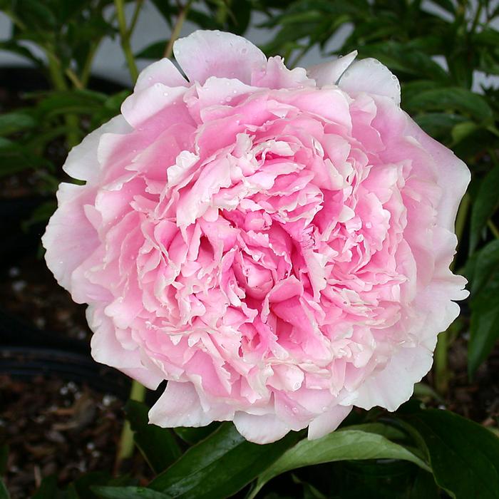 Paeonia lactiflora 'Sarah Bernhardt' (Garden Peony)