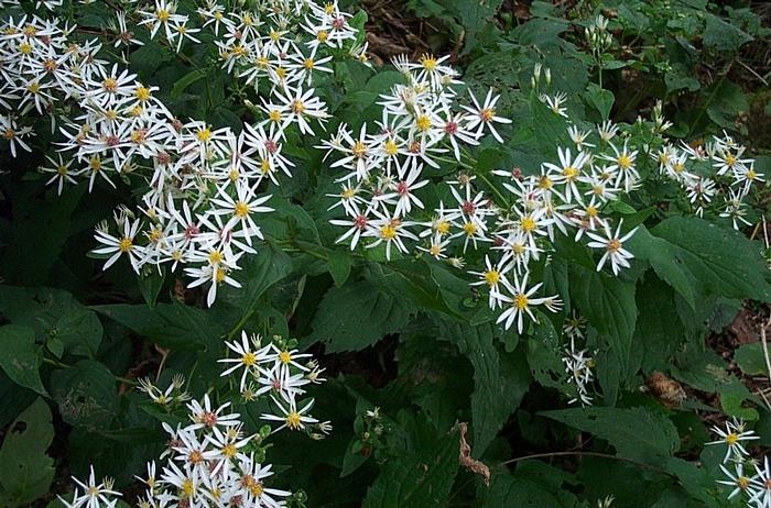 White Wood Aster (Aster divaricatus)