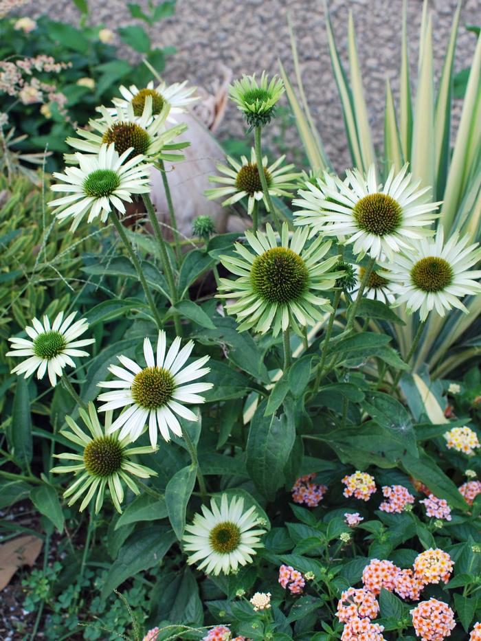 Echinacea x purpurea 'Green Jewel' (Coneflower), white flowers