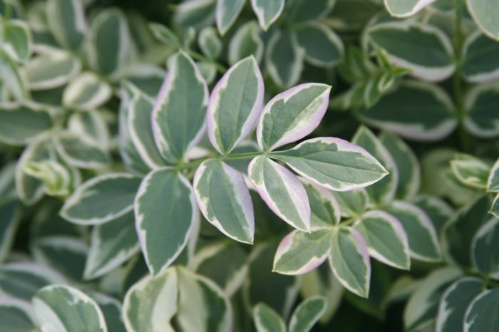 Variegated Jacob's Ladder (Polemonium reptans 'Stairway to Heaven')