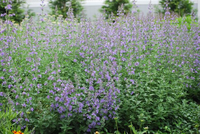 Nepeta x faassenii 'Walker's Low' (Catmint)