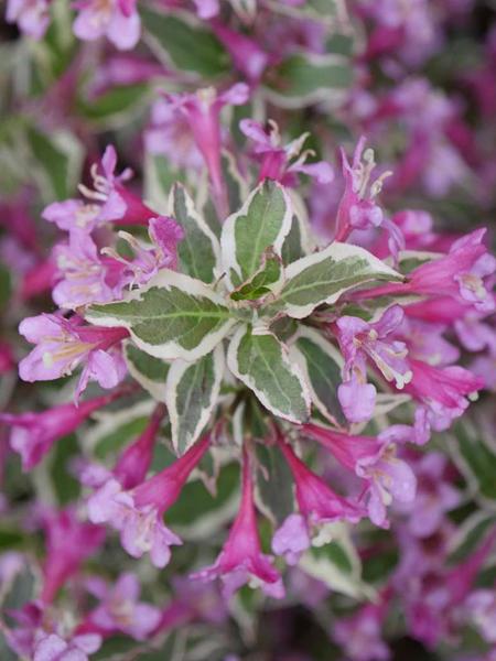 Weigela f. My Monet Purple Effect® (Weigela)