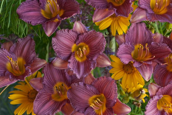 Hemerocallis 'Purple de Oro' (Daylily)