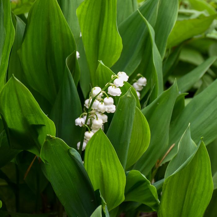 Lily-of-the-Valley (Convallaria majalis)