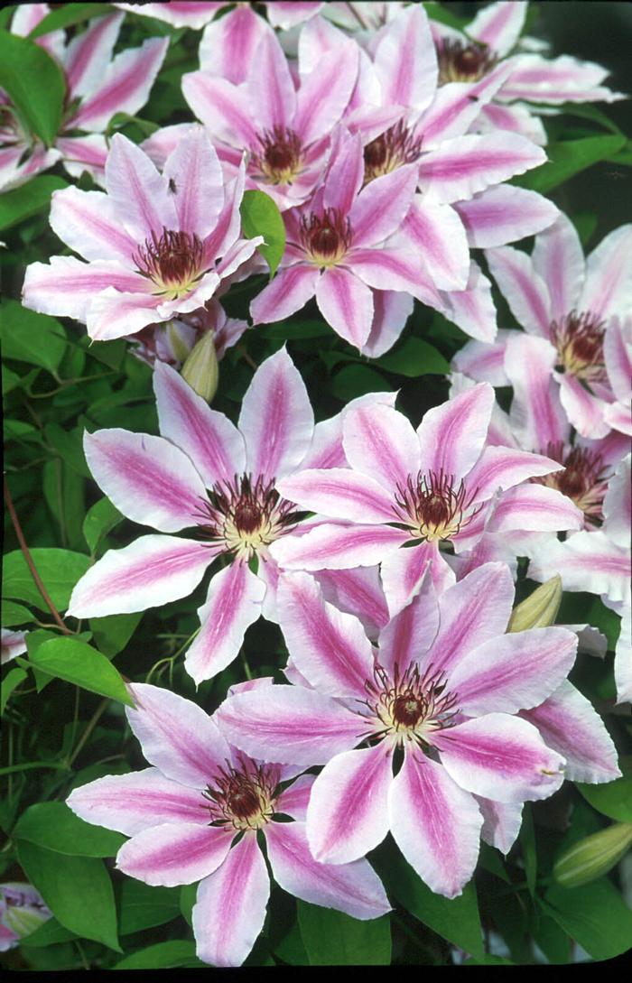 Clematis 'Nelly Moser' (Hybrid Clematis)