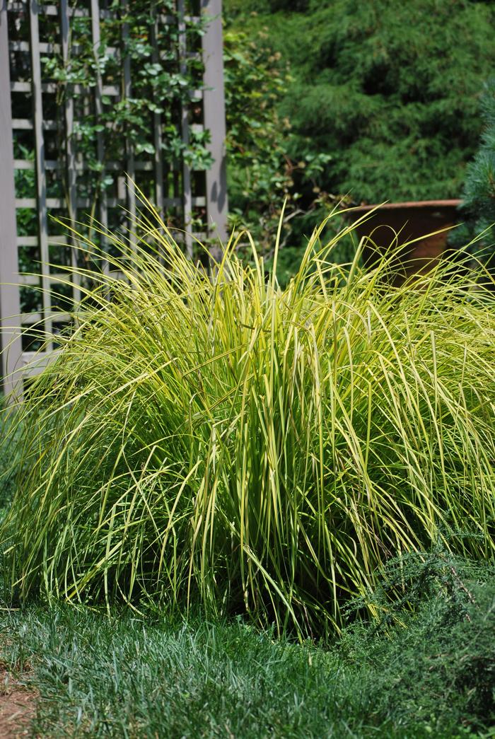 Golden Variegated Sedge (Carex elata 'Bowles Golden')