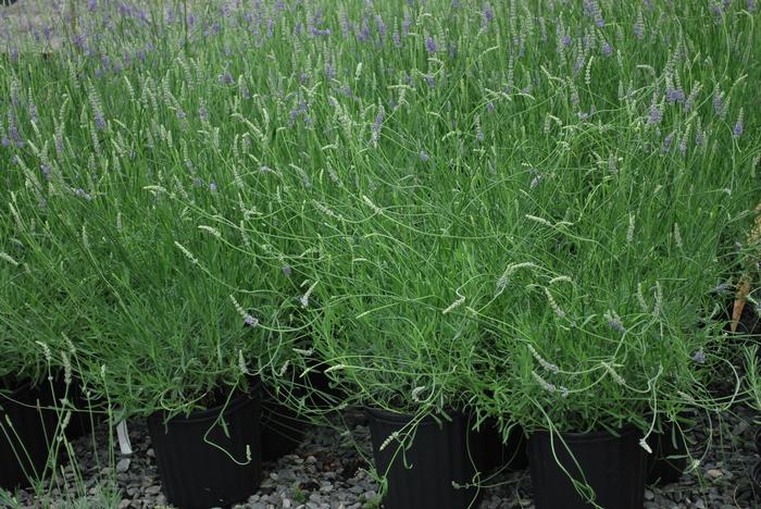 Fat-Spiked Lavender (Lavandula x intermedia 'Grosso')