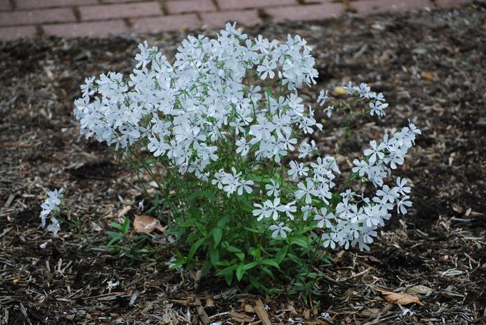 Phlox divaricata 'May Breeze' (Woodland Phlox)