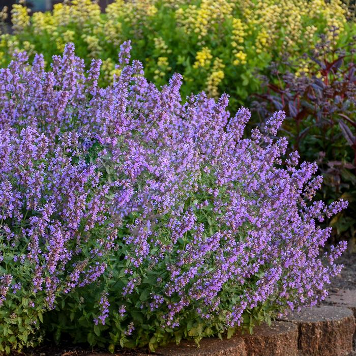 Nepeta x faassenii 'Cat's Meow' (Catmint)