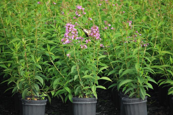 Phlox paniculata 'Jeana' (Summer Phlox)