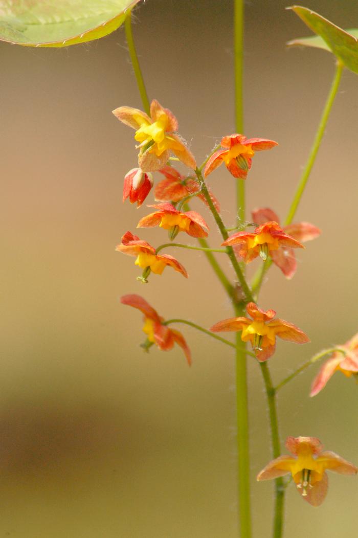 Epimedium x warleyense 'Orange Queen' (Barrenwort)