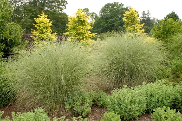 Miscanthus sinensis 'Morning Light' (Variegated Maiden Grass)