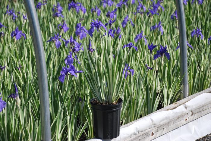 Variegated Japanese Water Iris (Iris laevigata 'Variegata')