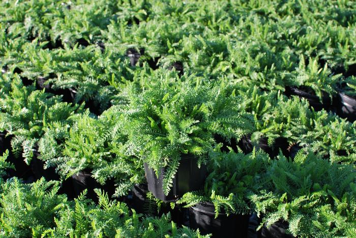 Achillea millefolium Paprika (Yarrow) perennial