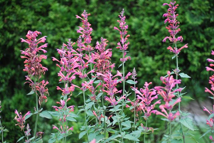 Agastache x Kudos™ Coral (Dwarf Hummingbird Mint) perennial