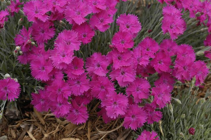 Dianthus x 'Neon Star' (Garden Pinks), pink flowers