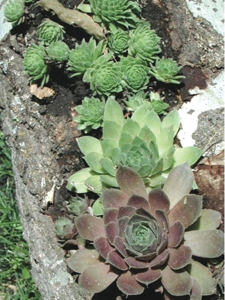 Sempervivum tectorum 'Hot Mix' (Hens and Chicks)