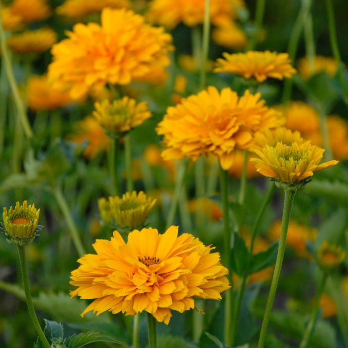 Heliopsis helianthoides 'Summer Sun' (False Sunflower)