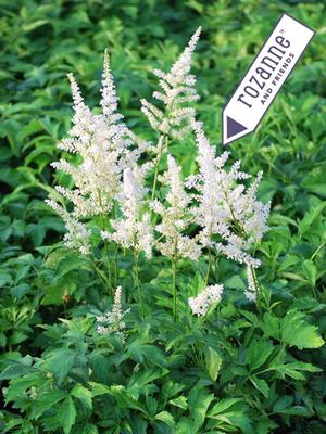 Astilbe arendsii 'Snowdrift' (False Spirea) perennial, white flowers