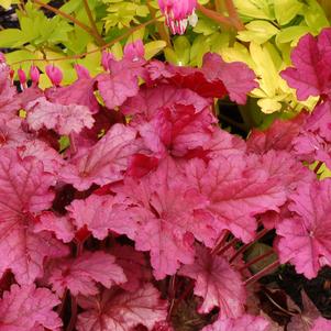 Heuchera x villosa 'Berry Smoothie' (Coral Bells)