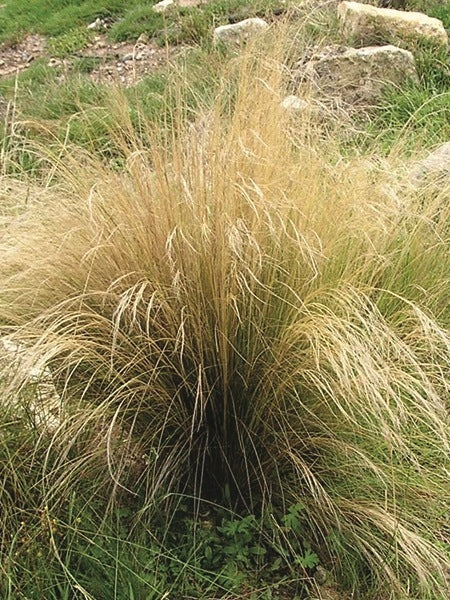 Mexican Feather Grass (Nassella tenuissima)