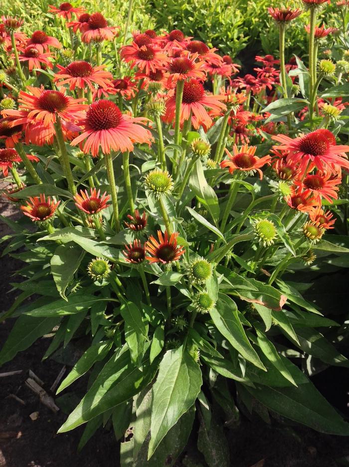 Echinacea x purpurea Butterfly™ 'Orange Skipper' (Coneflower), orange flowers