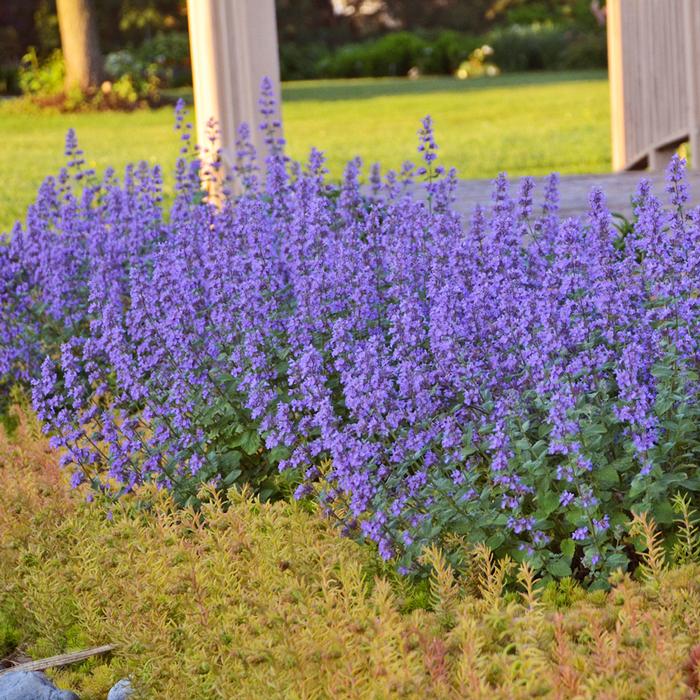 Nepeta x faassenii 'Cat's Meow' (Catmint)