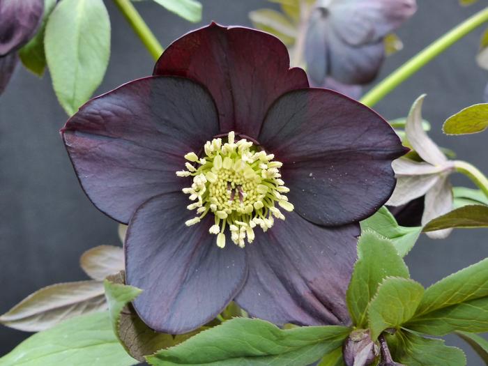 Helleborus W.J. 'Black Diamond' (Winter Jewels® Series Lenten Rose)