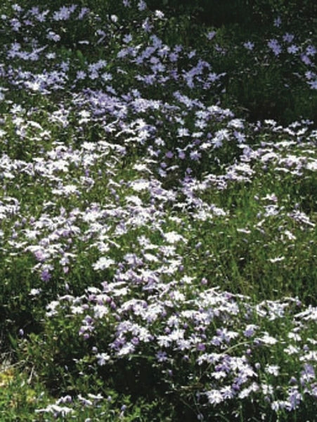 Phlox subulata 'Emerald Blue' (Moss Pinks)