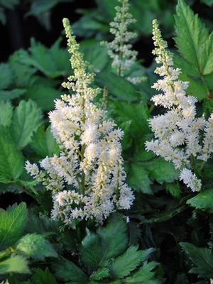 Astilbe chinensis 'Vision in White' (False Spirea) perennial, white flowers