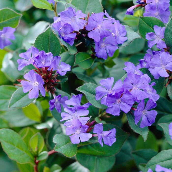 Lead Wort (Ceratostigma plumbaginoides)