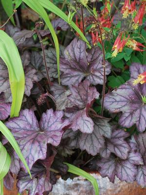 Heuchera x Forever® Purple (Coral Bells)