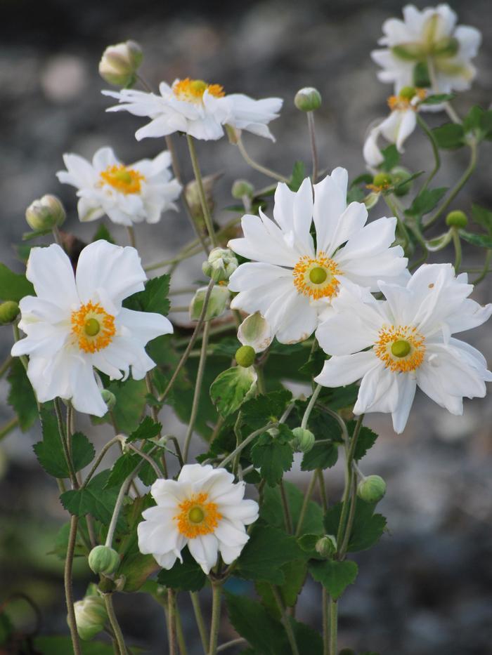 Anemone x hybrida 'Whirlwind' (Windflower) perennial