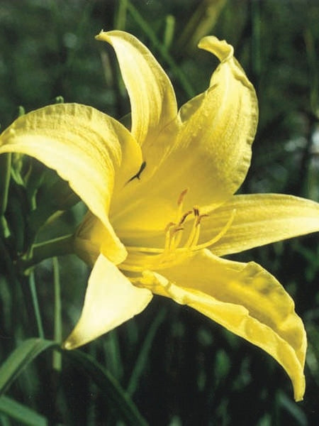 Hemerocallis 'Hyperion' (Daylily)