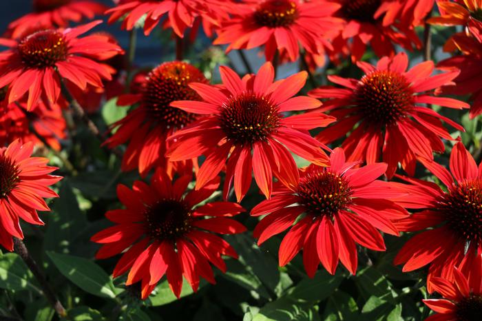 Echinacea Sombrero® Sangrita (Coneflower), red flower