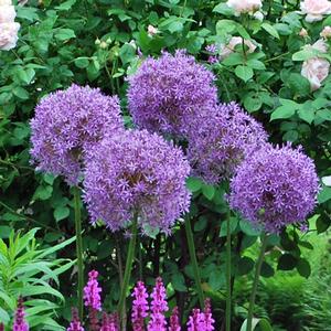 Allium 'Globemaster' (Ornamental Onion) perennial