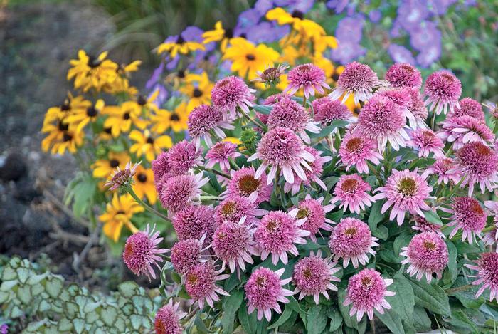 Echinacea x purpurea 'Butterfly Kisses' (Coneflower)