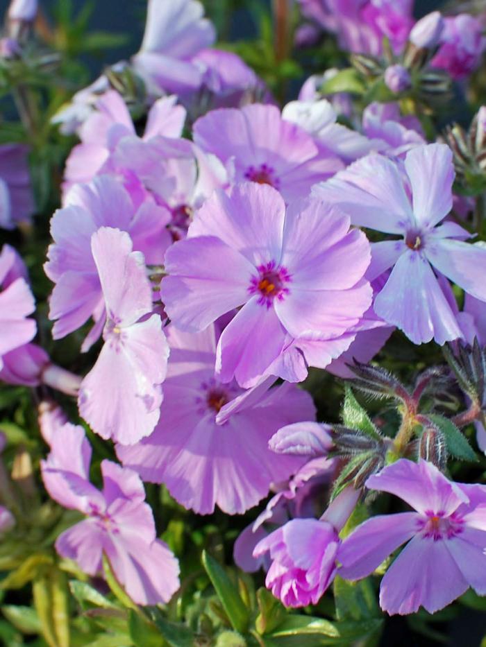 Phlox subulata Phlox Trot™Pink (Moss Phlox)