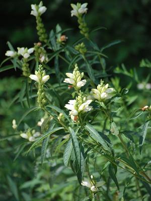 White Turtlehead (Chelone glabra)