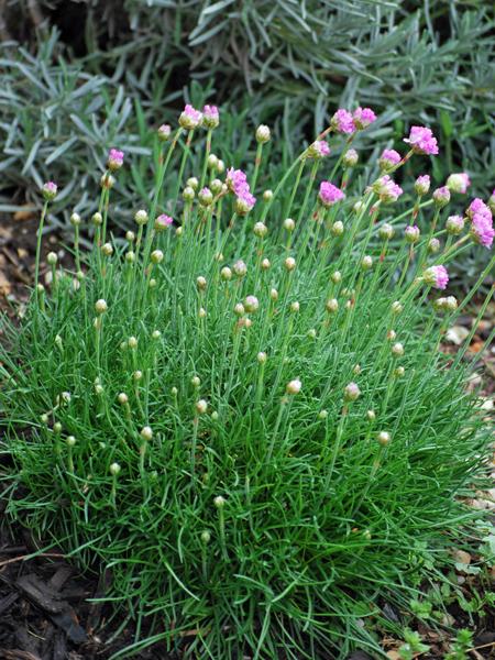 Thrift (Armeria maritima 'Splendens')