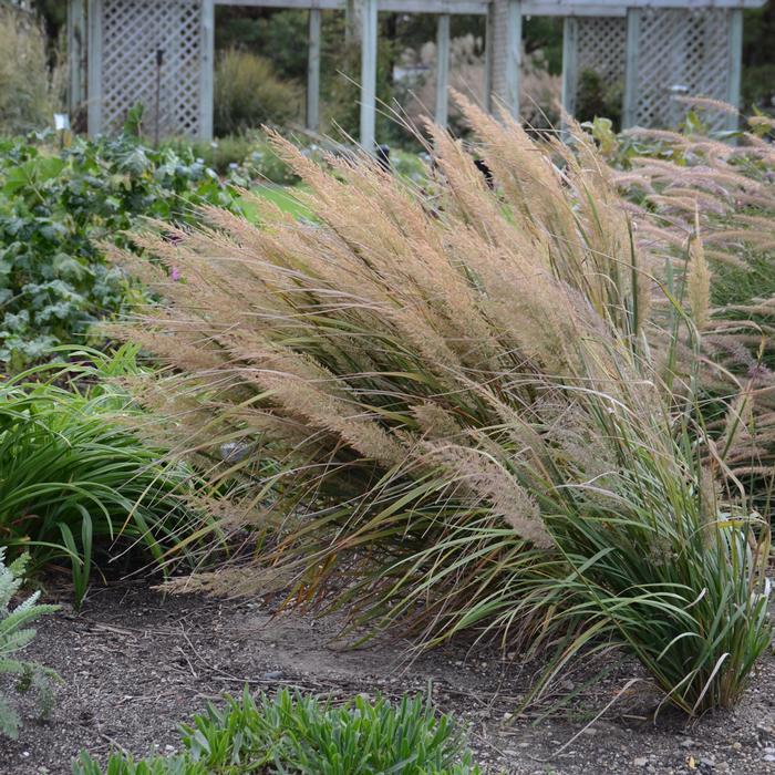 Korean Feather Reed Grass (Calamagrostis brachytricha)